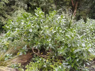 Myoporum laetum decumbens shrub with lush, green foliage.