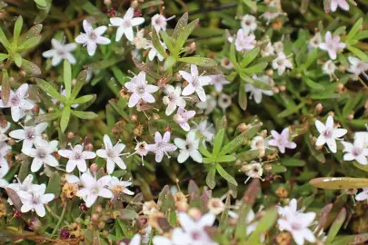 Myoporum parvifolium Coarse Pink plant.