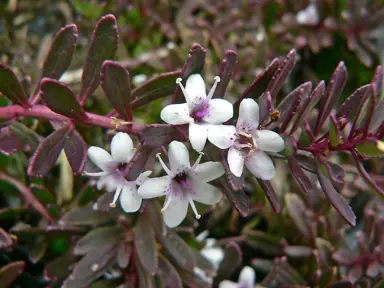 Myoporum parvifolium purpurea plant with purple foliage and white flowers.