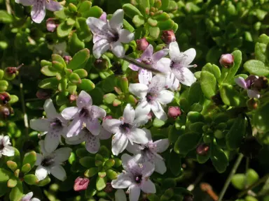 Myoporum parvifolium plant with green foliage and pink flowers.