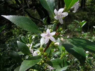 Myoporum viscosum plant with white flowers and lush, green foliage.