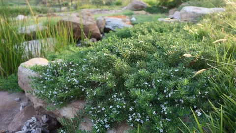 Myoporum yareena ground cover plant with green foliage and white flowers.