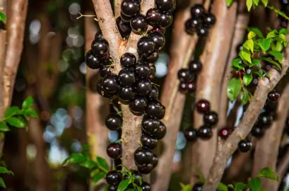 Myrciaria cauliflora black berries on a tree.