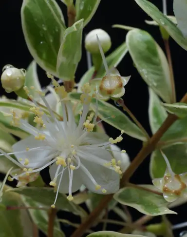 Myrtus communis variegata shrub with a white flower and variegated leaves.