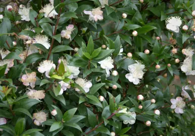 Myrtus communis plant with lush green leaves and masses of white flowers.