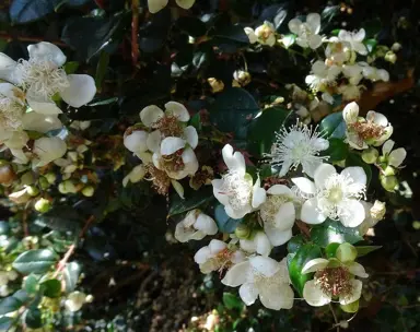 myrtus-apiculata-4