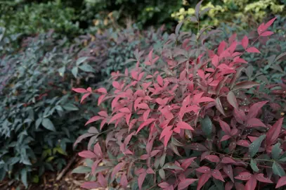 Nandina domestica Flirt plant with purple-red foliage.