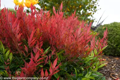 Nandina 'Little Flick' in a garden with bright red foliage.