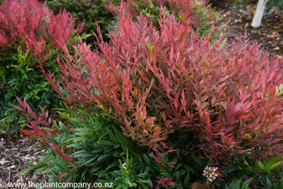 Nandina 'Little Flick' growing in a garden showcasing bright red foliage.