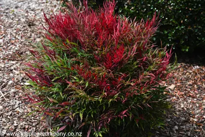 Nandina 'Little Flick' plant in a garden growing as a rounded shrub.