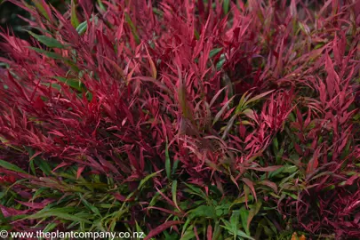 Bright red and green foliage on Nandina 'Little Flick'.