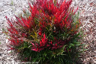 Nandina 'Little Flick' bright red and green foliage.