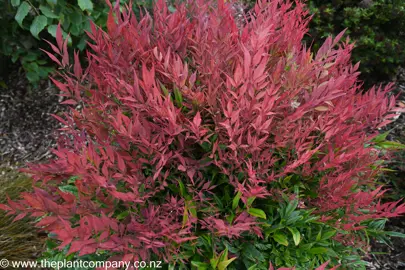 Bright red foliage on Nandina 'Little Flick' in a garden.