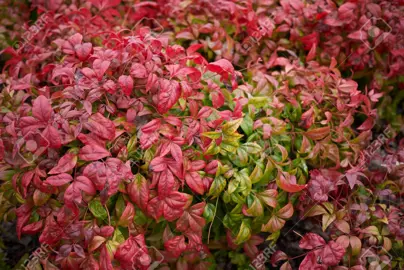 Nandina Nana plant with red foliage.