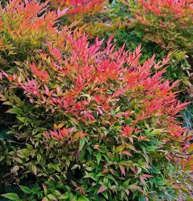 nandina-domestica-