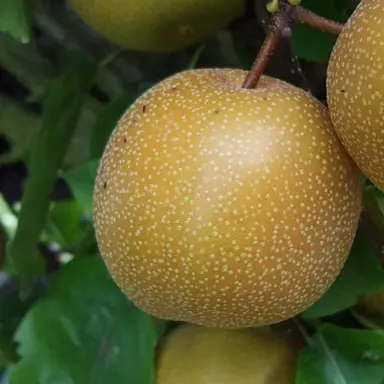 nashi-pear-nijisseiki-