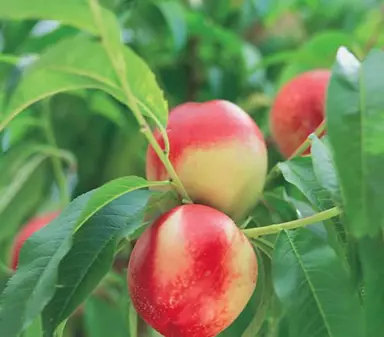 nectarine-queen-giant-