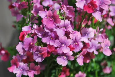 nemesia-strawberry-ripple-