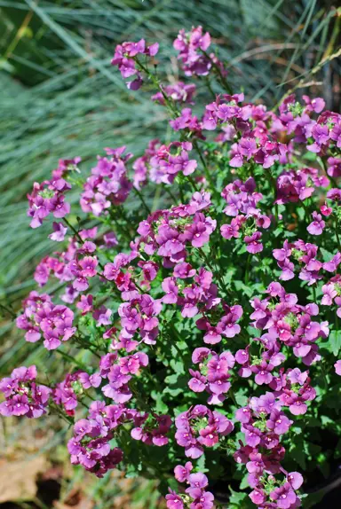 nemesia-strawberry-ripple-1