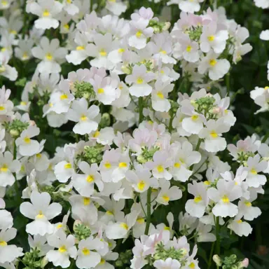 nemesia-vanilla--1