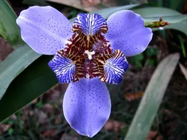 Neomarica caerulea blue flower.