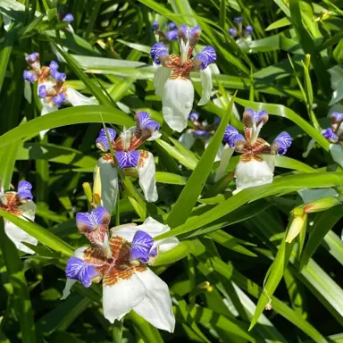 Neomarica gracilis plant with flowers.