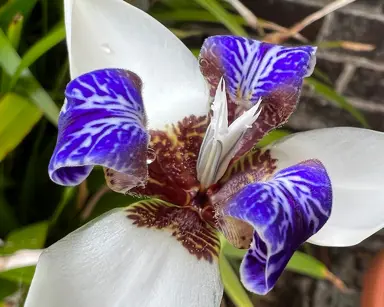 Neomarica northiana flower.