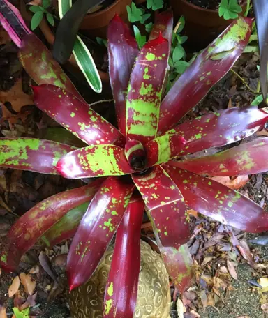 neoregelia-gazpacho-