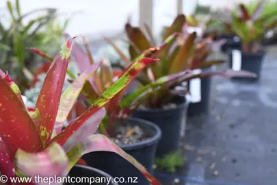 neoregelia-gazpacho-1