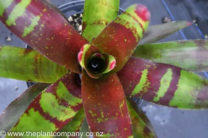 neoregelia-gazpacho-2