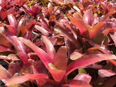 Neoregelia 'Super Fireball' red foliage.