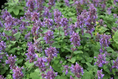 Nepeta 'Blue Wonder' plant with blue flowers.