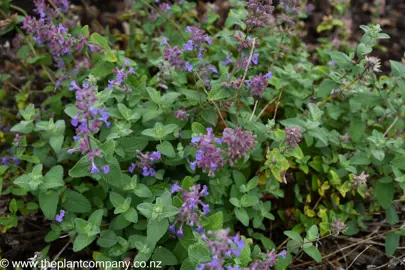 Nepeta mussinii plant in a garden showing with blue flowers and lush foliage.