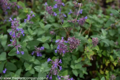 Nepeta mussinii with blue flowers and lush foliage.