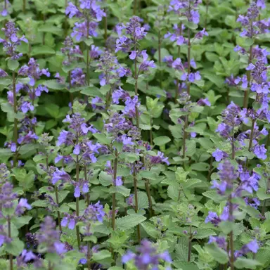 nepeta-faassenii-1