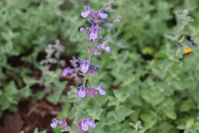 nepeta-faassenii-3