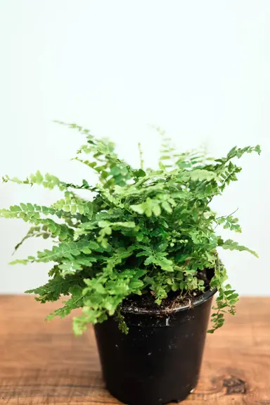 Nephrolepis Mini fern in a pot.