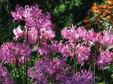 Nerine bowdenii plants with masses of pink flowers.