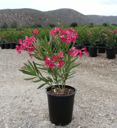 Nerium Dr Golfin plant in a pot with red flowers.