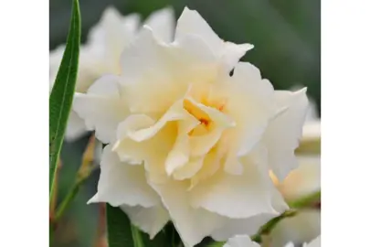 Nerium Luteum Plenum cream-yellow flowers.