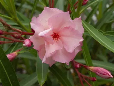 Nerium Mrs Roeding apricot-coloured flowers.