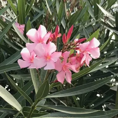 Nerium punctatum plant with pink flowers.