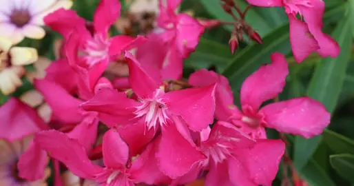 Nerium Ruby Lace dark pink flowers.