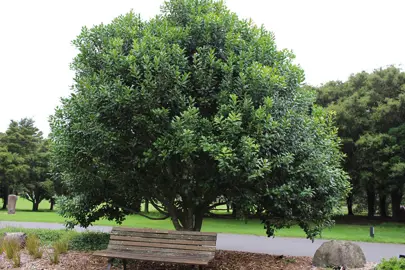 Nestegis apetala tree.