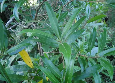 Nestegis lanceolata green foliage.