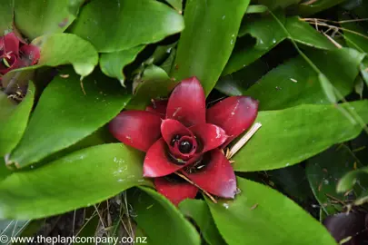 Nidularium 'Dark Red' plant.