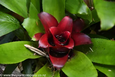 Nidularium 'Dark Red' with red and green foliage.