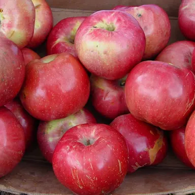 'Northern Spy' apple fruit.