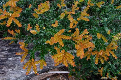 Nothofagus cunninghamii new foliage.