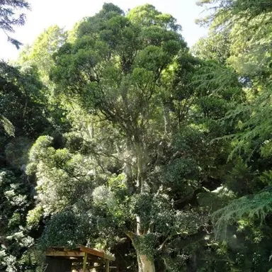 Nothofagus truncata tree.